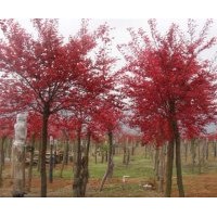 大量供應(yīng)桂花樹，紅楓，銀杏，香樟等等