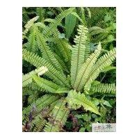 成都腎蕨供應 蜈蚣草 排骨草供應