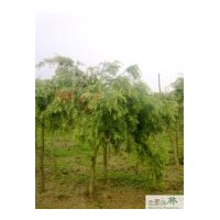 大量批發紅千層苗圃苗