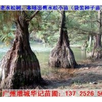 出售水松苗，水杉苗，水翁苗，水蒲桃苗，水石榕苗