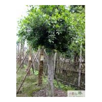 供應小葉榕 成都小葉榕工程苗木