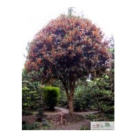 供應桂花 成都苗木低價桂花