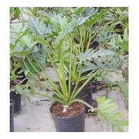 供應成都低價苗木春羽高：50-60公分