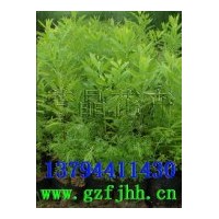 出售檀香苗,印度黃檀苗,檀香紫檀苗,小葉紫檀苗,紅豆杉苗,竹柏苗
