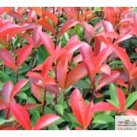 供紅葉石楠高度：40公分