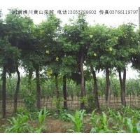 供應玉蘭；木瓜 杜仲，黃櫨，百日紅，大葉女貞，五角楓 丁香