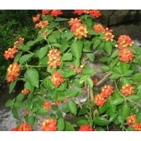 苗圃苗木馬纓丹 高度：40-50公分