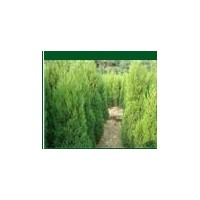 基地直銷蜀檜，龍柏