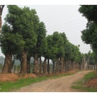 基地供應(yīng)各種規(guī)格香樟和單性木蘭！