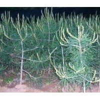 出售70-100公分營養缽白皮松 急急！！！