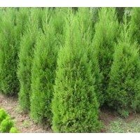 供應紅瑞木、紫薇、紫荊、紫葉李、紅楓、紫葉桃