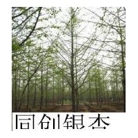 出售銀杏苗木 ，包辦一切手續(xù)