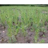 出售 樟子松、油松