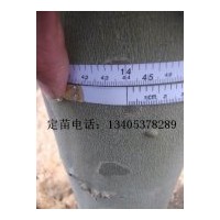 供應14公分法桐