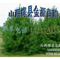 供應白皮松 油松 側柏 雪松 華山松