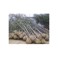 專供2-80公分銀杏實生苗、嫁接苗
