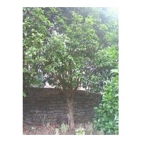 出售香樟、垂柳、鴨腳木、夾竹桃、天竺桂、紅繼木
