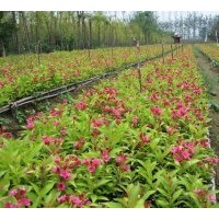 供紅王子錦帶 塔柏.蜀檜.北京檜.灑金柏.雪松.龍柏.側柏