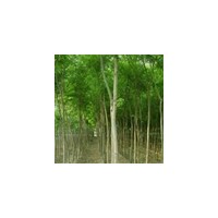 特供山西國槐柳樹，側(cè)柏容器苗