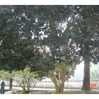 本人苗圃常年出售;桂花、廣玉蘭、深山含笑、樂昌含笑、羅漢松