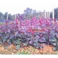 綠化小苖主要有：紅繼木，杜鵑，紅葉石楠，桂花，小葉女貞，月季