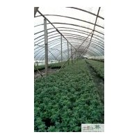 成都大量供應西洋鵑 比利時杜鵑