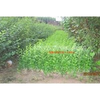 供女貞、丁香、四季丁香球、女貞、金山繡線菊、金焰繡線菊、珍珠