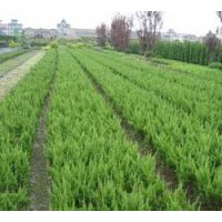 大量供應(yīng)各種規(guī)格的桂花，金桂、銀桂、丹桂、四季桂