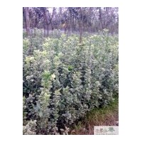 大量批發花葉萬年青苗木