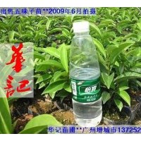 出售五味子苗，海南葡桃苗，幌傘楓苗，藍花楹苗