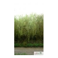 成都低價黃金柳 工程苗