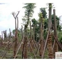 供應成都低價苗欒樹