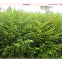 出售當年生紅豆杉苗 濕地松苗 榿木苗 楓香苗 木荷