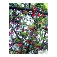 供應成都鐵根海棠 高：300