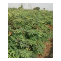 供應欒樹苗木