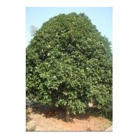供應桂花苗木