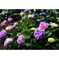 供應成都八仙花高度50-55公分