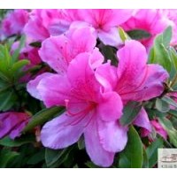 成都苗圃苗木杜鵑高：80公分