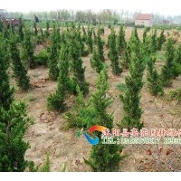供應龍柏，龍柏苗，龍柏球,高桿龍柏，直升龍柏，嫁接龍柏
