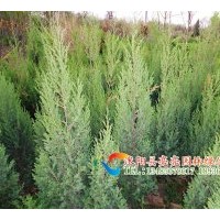 供應北京檜柏，刺松，蜀檜,塔松，塔柏，塔檜，河南檜，西安檜
