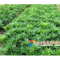 供應細葉十大功勞，小葉十大功勞，狹葉十大功勞