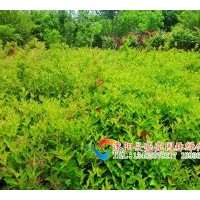 供應紅王子錦帶，四季錦帶，金葉錦帶，花葉錦帶，紫葉錦帶
