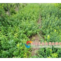 供應連翹，衛矛，膠東衛矛，紅瑞木