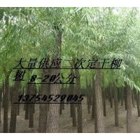 供（二次定干）國槐、法桐、速生柳、垂柳、黃柳等苗木