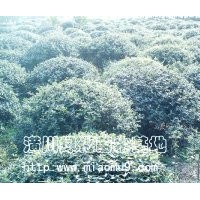 供應構榾（附參考價格）