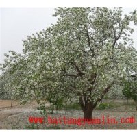常年供應大中小規格八棱海棠樹