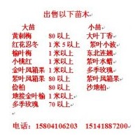 低價出售黃刺梅 多季梅 紫葉風箱果 金葉風箱果 東北連翹大苗