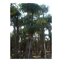 苗木：幌傘楓、藍花楹、宮粉紫荊、仁面、美麗異木棉