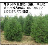 專供1-8米白皮松，油松，華山松，1-4米白皮松占地苗