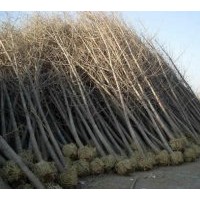 供應5--50公分的銀杏實生苗，嫁接苗